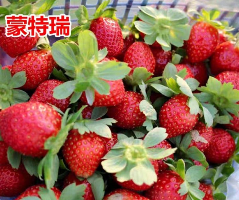 四季草莓苗南北方种植当年结果食用牛奶草莓秧阳台盆栽地栽苗