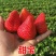 四季草莓苗南北方种植当年结果食用牛奶草莓秧阳台盆栽地栽苗