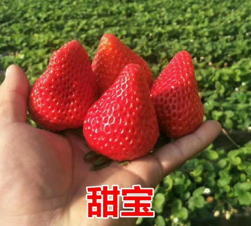 四季草莓苗南北方种植当年结果食用牛奶草莓秧阳台盆栽地栽苗