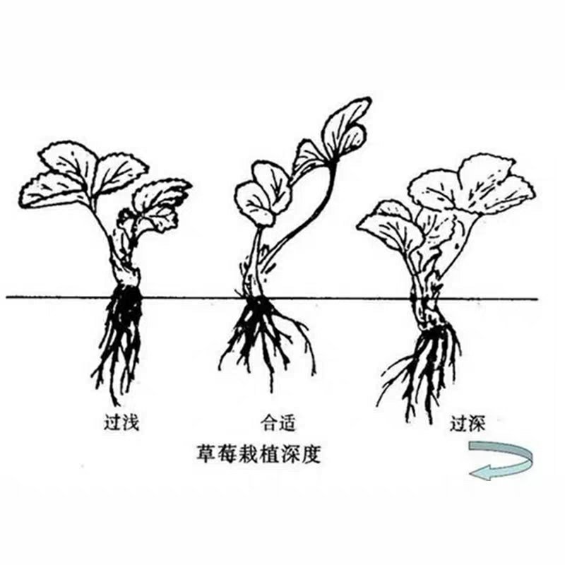 四季草莓苗南北方种植当年结果食用牛奶草莓秧阳台盆栽地栽苗