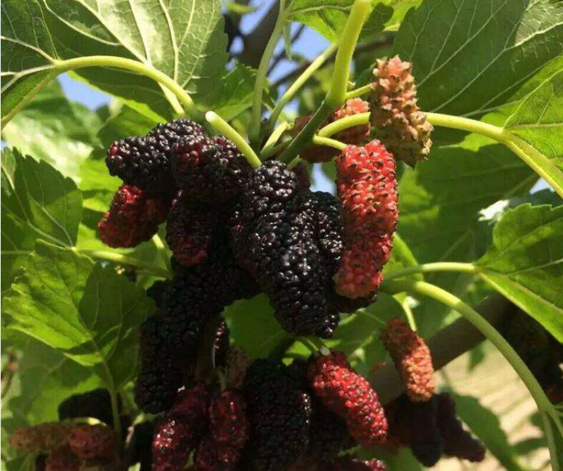 供应桑葚桑椹桑葚，诚招酒厂，果汁厂，哮素厂合作。