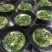 桑芽菜彩包250一袋