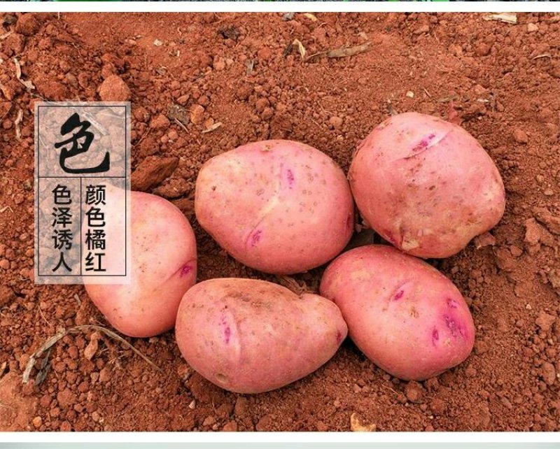 云南红皮黄皮小土豆新鲜现货5斤9斤当季蔬菜洋芋包邮