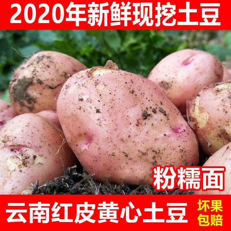 云南红皮黄皮小土豆新鲜现货5斤9斤当季蔬菜洋芋包邮