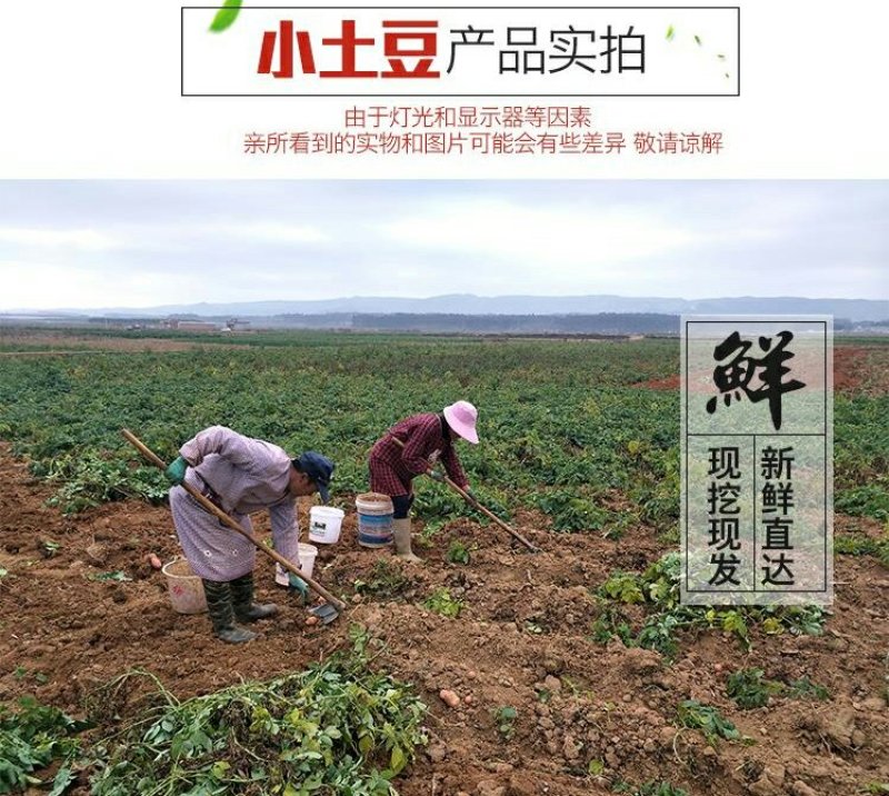 云南红皮黄皮小土豆新鲜现货5斤9斤当季蔬菜洋芋包邮