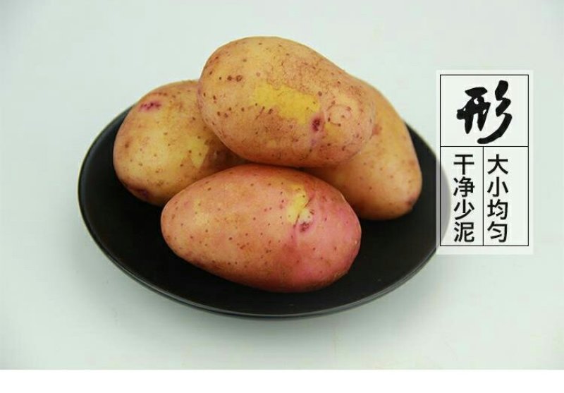 云南红皮黄皮小土豆新鲜现货5斤9斤当季蔬菜洋芋包邮
