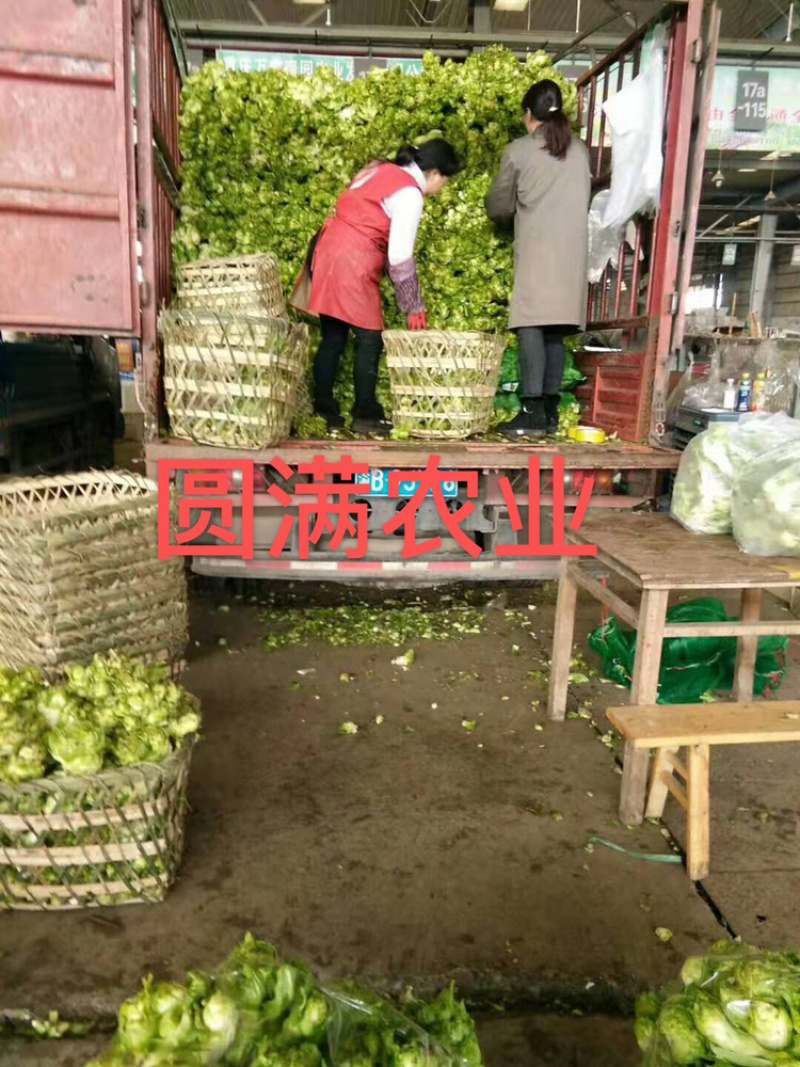 🇨🇳浙江儿菜，特早熟儿菜，全国走车，高品质！