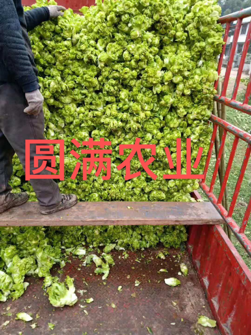 🇨🇳浙江儿菜，特早熟儿菜，全国走车，高品质！