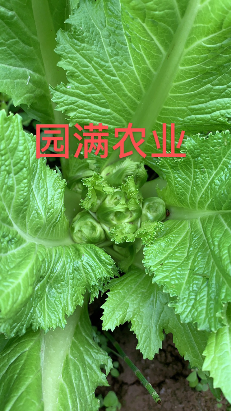 🇨🇳浙江儿菜，特早熟儿菜，全国走车，高品质！