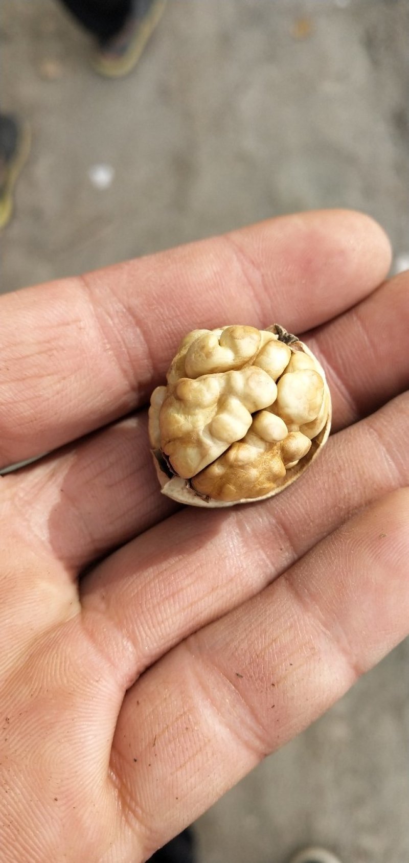 新疆核桃