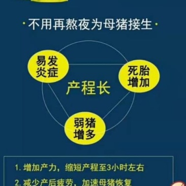 母猪难产憋死小猪怎么办？2-3小时下完