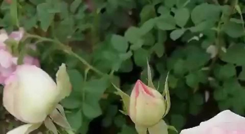 工程专供抛售价跳楼价大花月季香水月季丰花月40-50高度