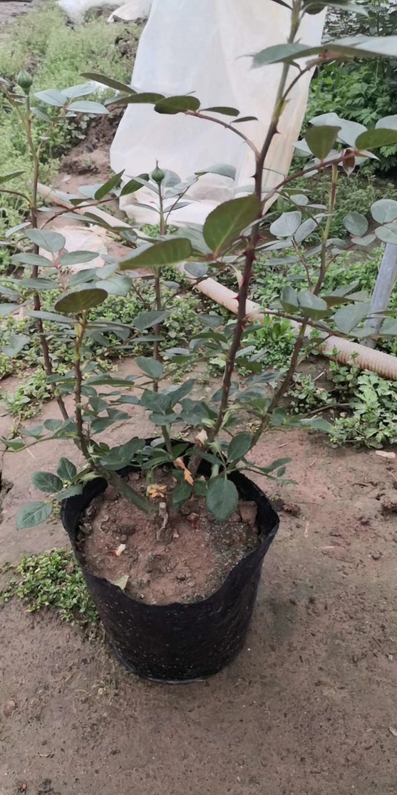 工程专供抛售价跳楼价大花月季香水月季丰花月40-50高度
