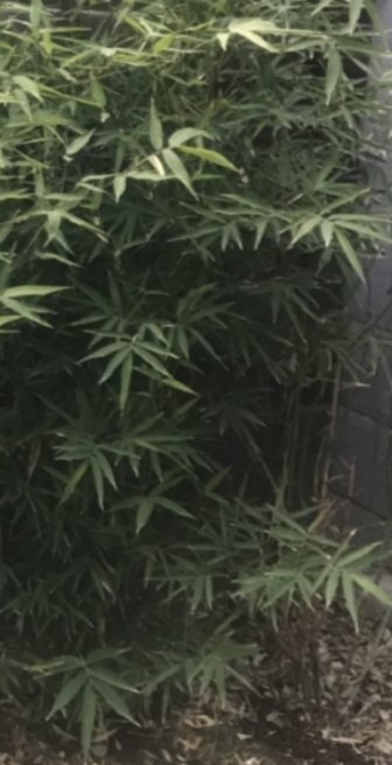 别墅庭院盆景造景专用高档罗汉竹佛肚竹四季青竹金竹