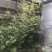 别墅庭院盆景造景专用高档罗汉竹佛肚竹四季青竹金竹