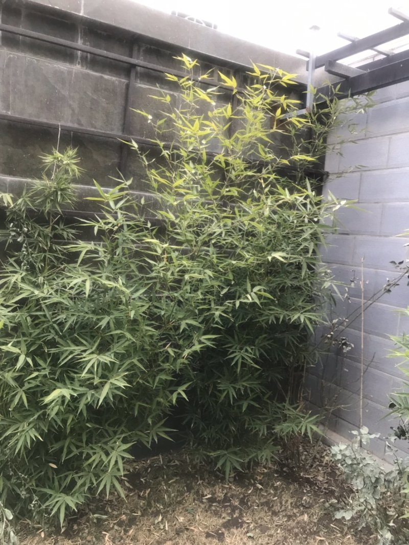别墅庭院盆景造景专用高档罗汉竹佛肚竹四季青竹金竹