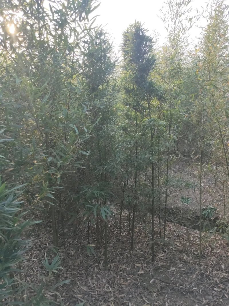 别墅庭院盆景造景专用高档罗汉竹佛肚竹四季青竹金竹