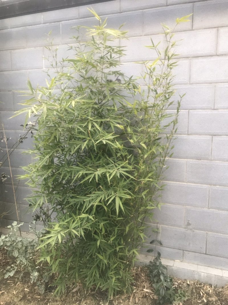 别墅庭院盆景造景专用高档罗汉竹佛肚竹四季青竹金竹