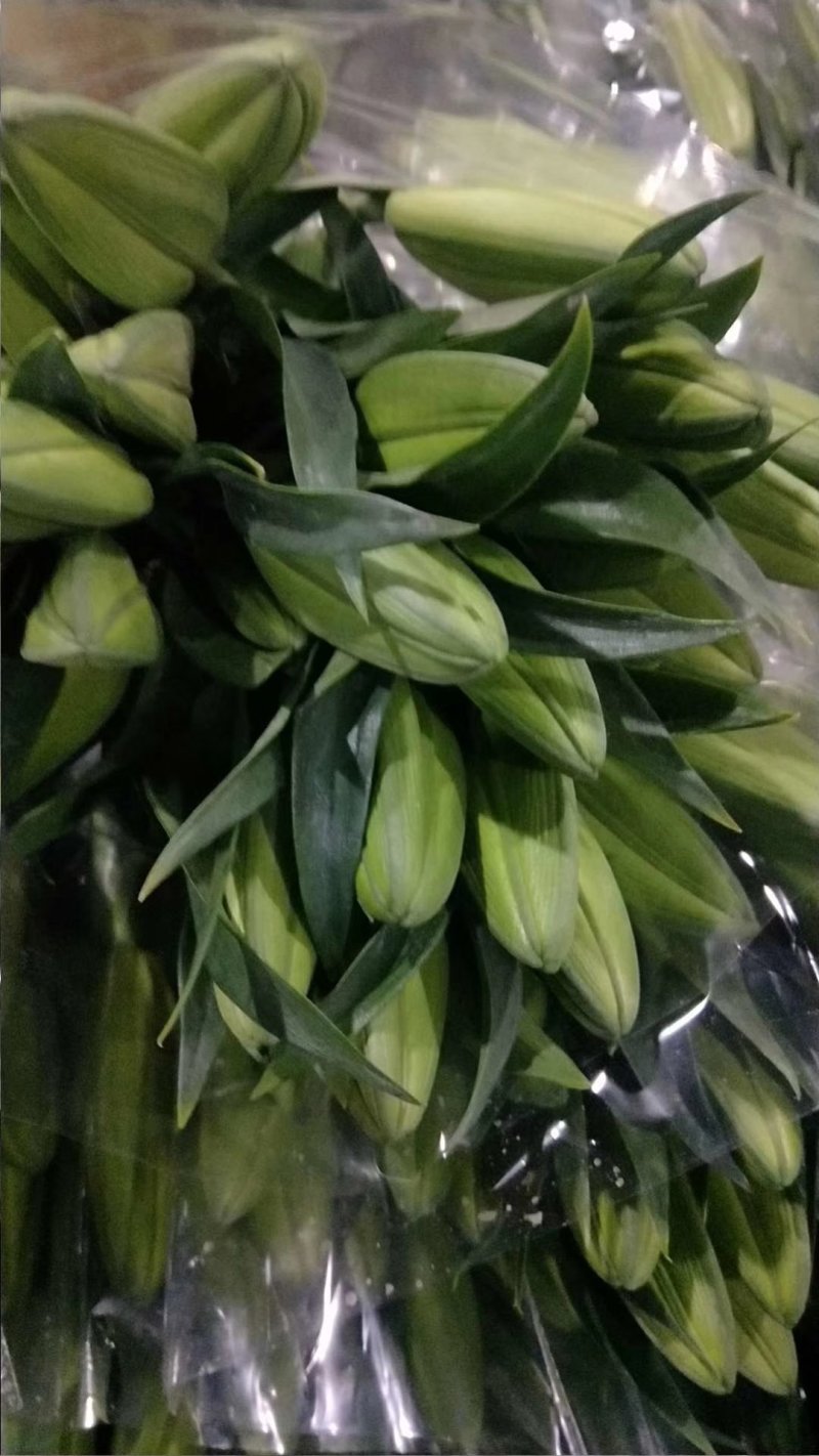 百合鲜切花家庭用花香水百合西伯利亚黄天霸罗宾娜黑美人批发