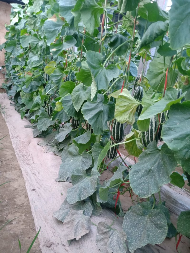 优质博洋九甜瓜大量上市