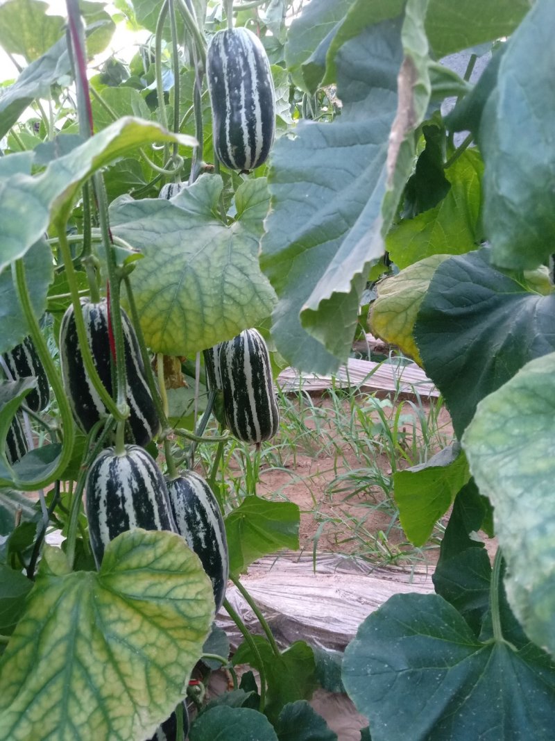 优质博洋九甜瓜大量上市