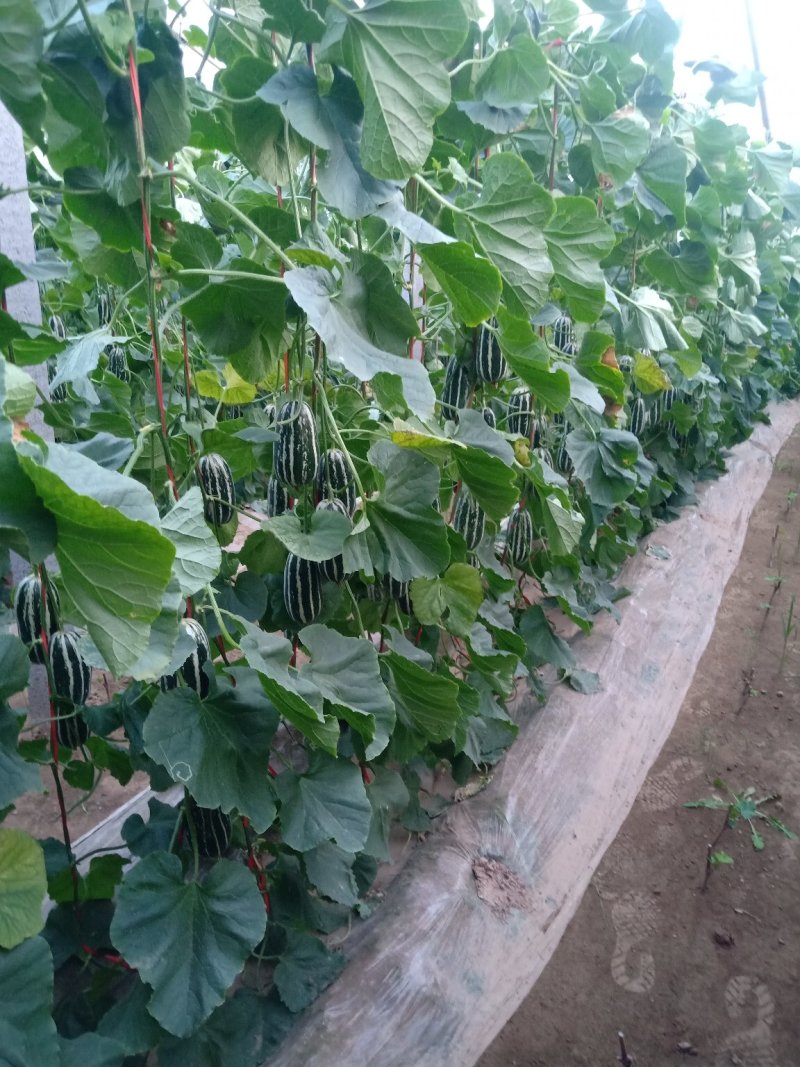 优质博洋九甜瓜大量上市