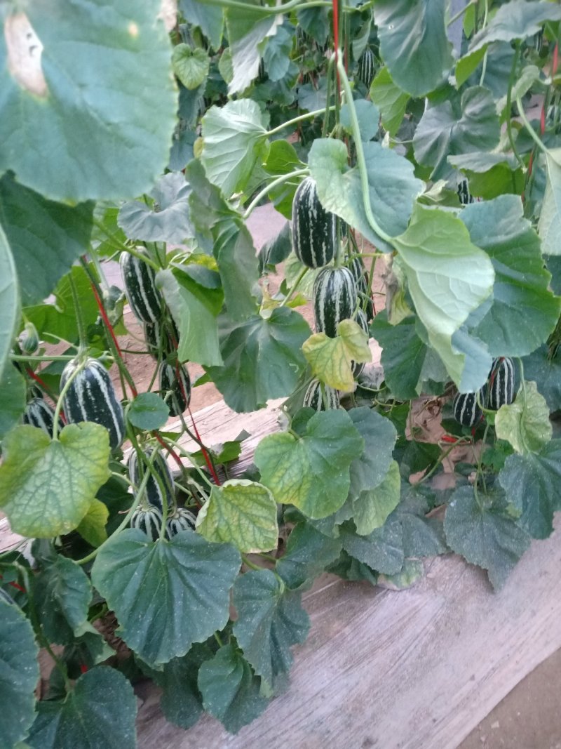 优质博洋九甜瓜大量上市
