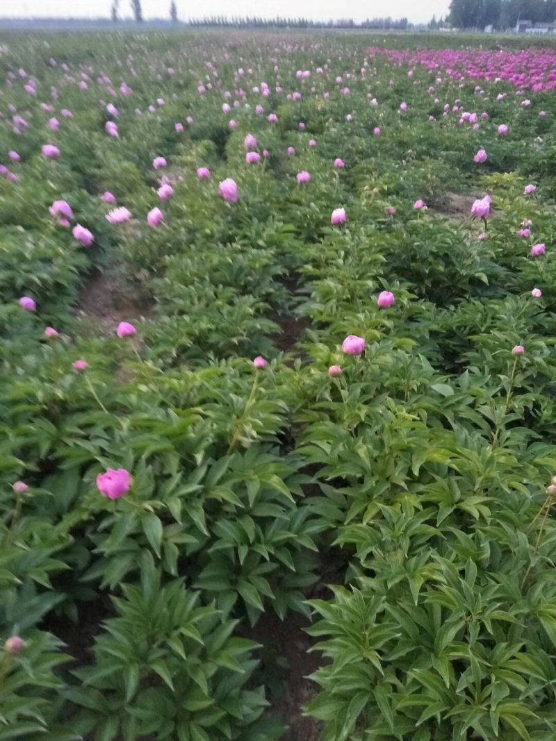 芍药花芍药苗常年供应