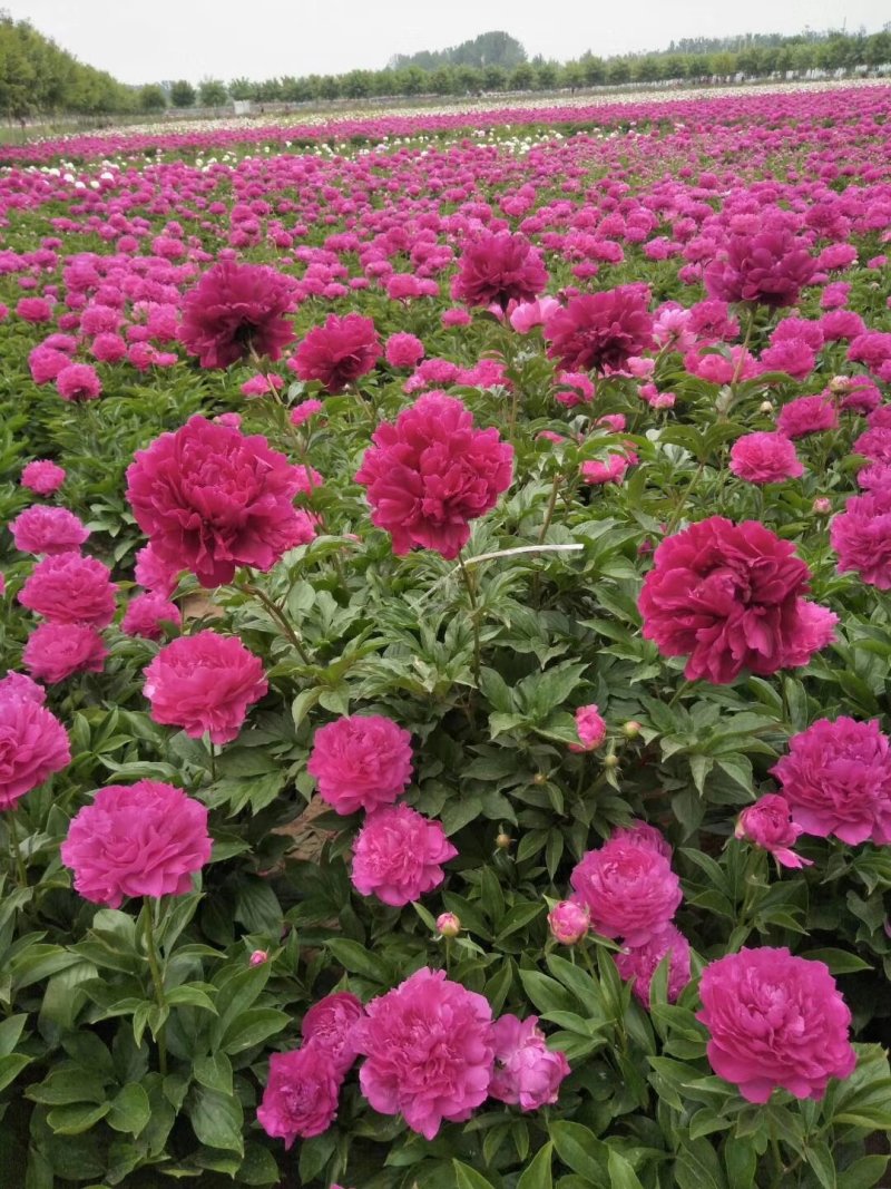 芍药花芍药苗常年供应