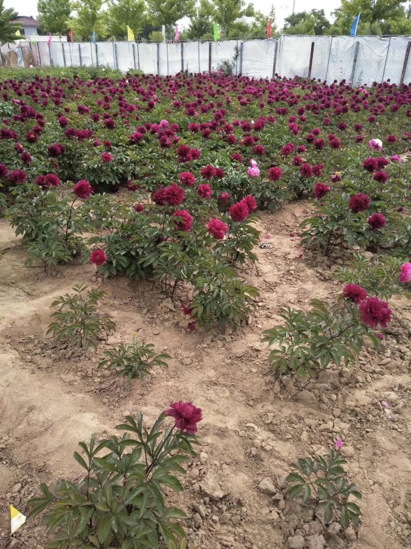 芍药花芍药苗常年供应