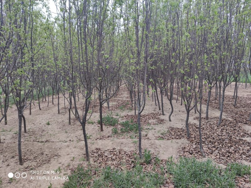 白蜡树正宗老式白蜡树