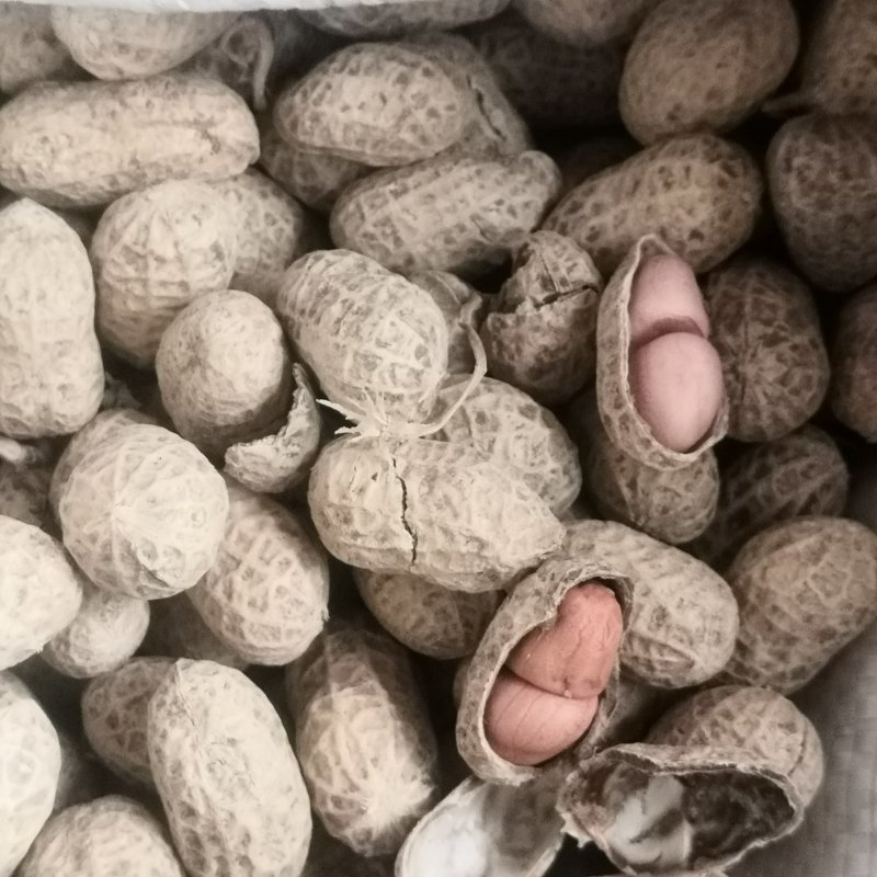 308花生，精选颗粒饱满，口感香，出油高！