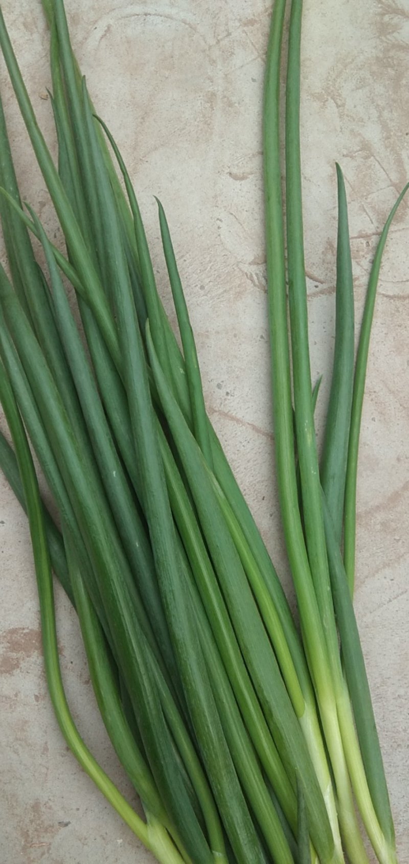 小葱种植专业合作社常年有货，四季葱，黑葱，