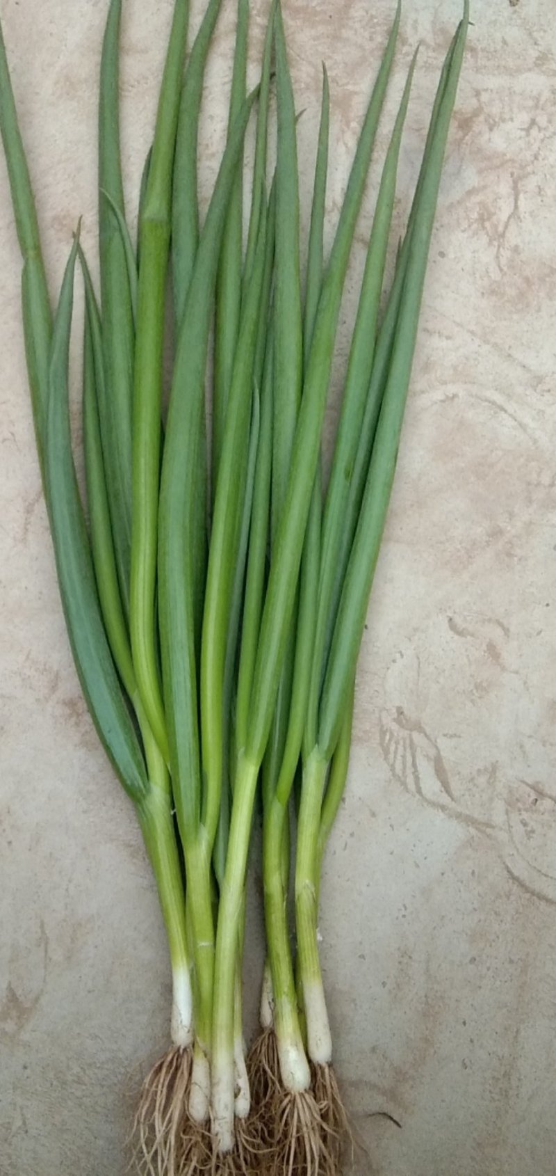 小葱种植专业合作社常年有货，四季葱，黑葱，
