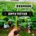 【品种丰富】广西威廉斯香蕉苗，粉蕉苗，西贡蕉苗基地直供