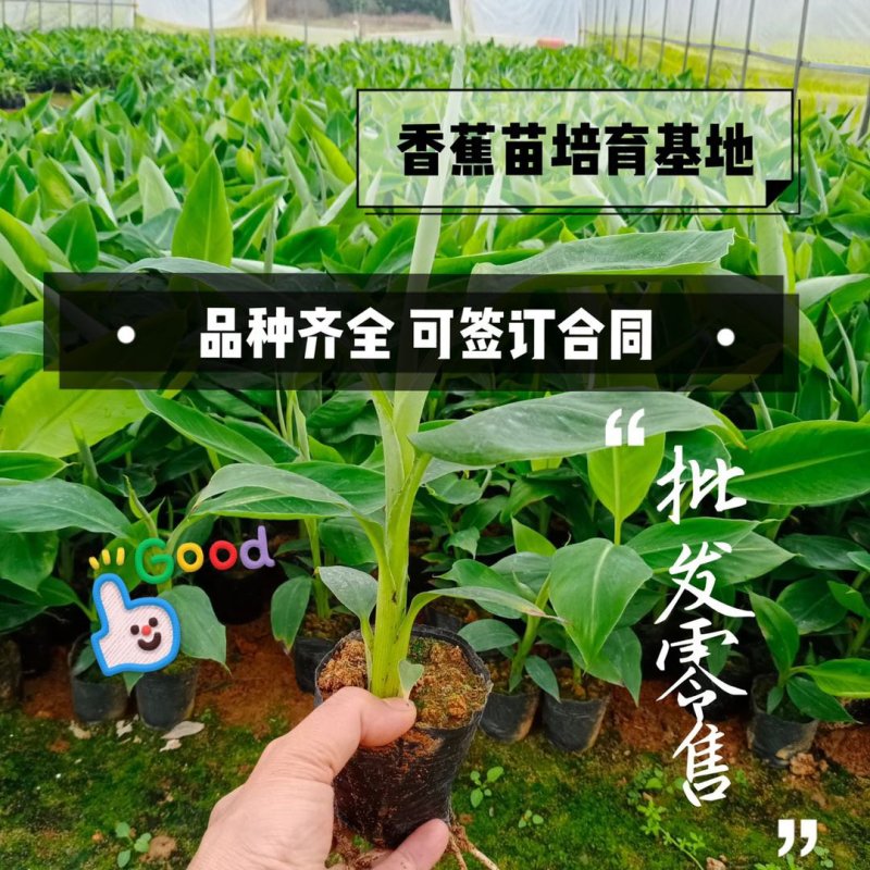 【品种丰富】广西威廉斯香蕉苗，粉蕉苗，西贡蕉苗基地直供