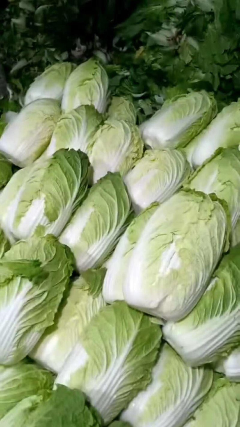 阳春白菜，黄心白菜，精品黄心白菜