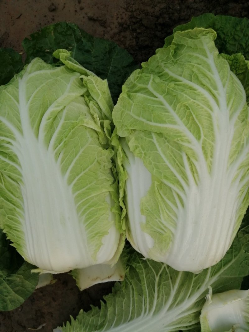 阳春白菜，黄心白菜，精品黄心白菜