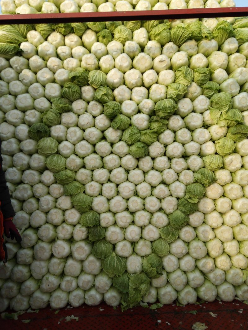 阳春白菜，黄心白菜，精品黄心白菜