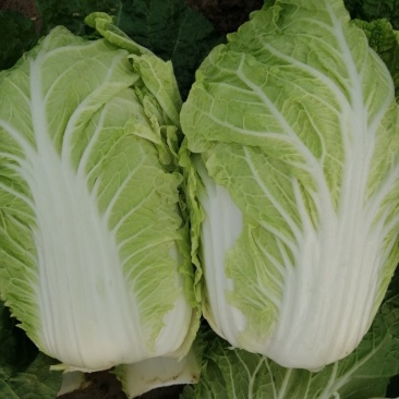 阳春白菜，黄心白菜，精品黄心白菜