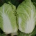 阳春白菜，黄心白菜，精品黄心白菜