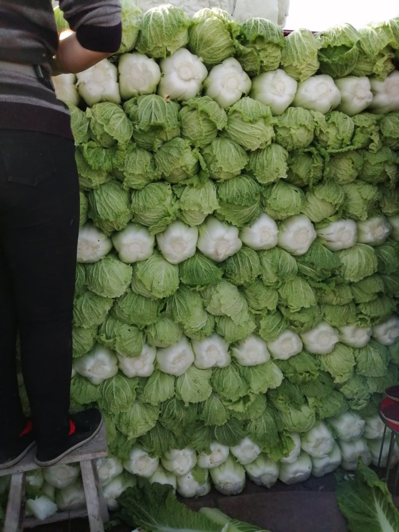 阳春白菜