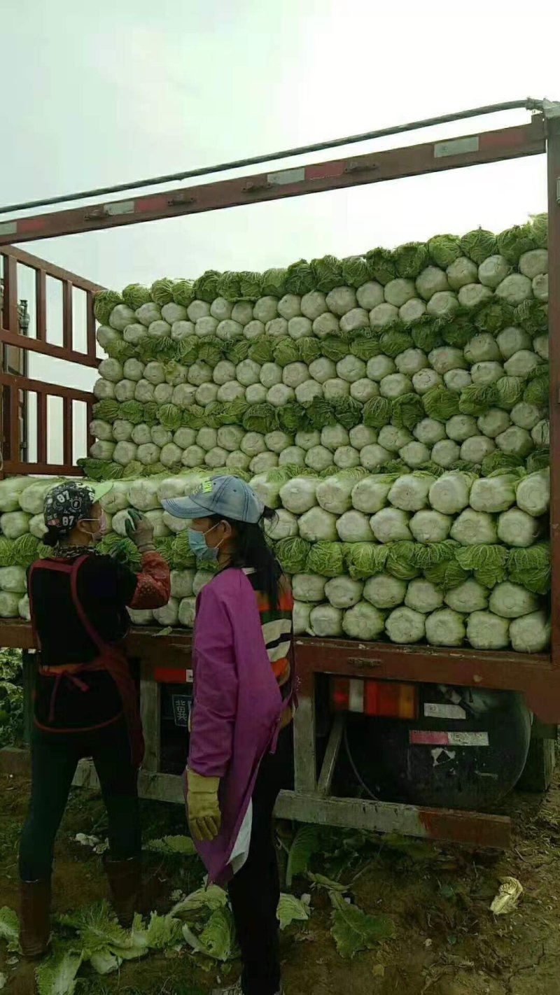 阳春白菜