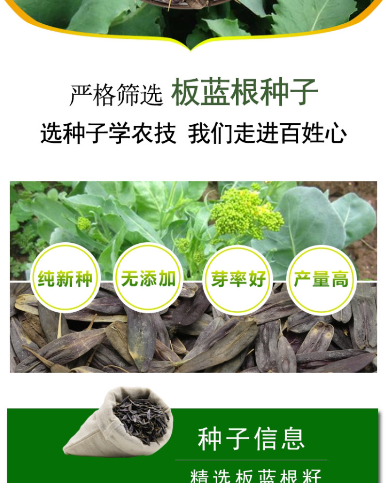 板蓝根种子，中药材种子，四季播种青蓝定根