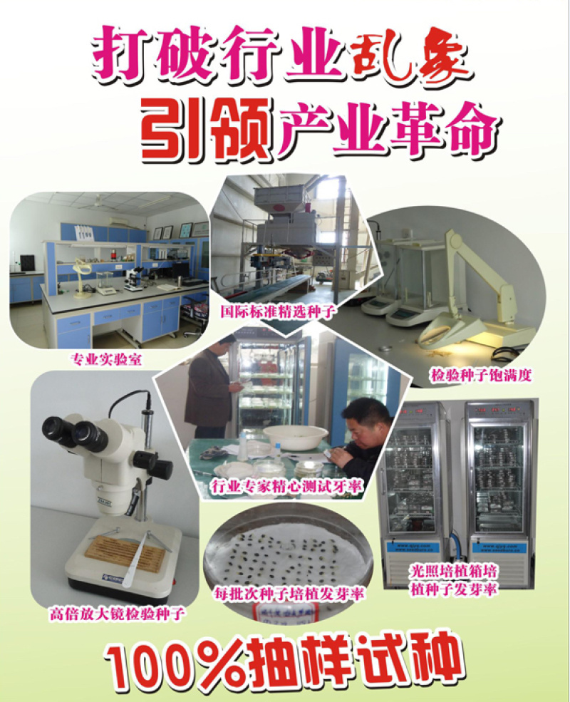 板蓝根种子，中药材种子，四季播种青蓝定根