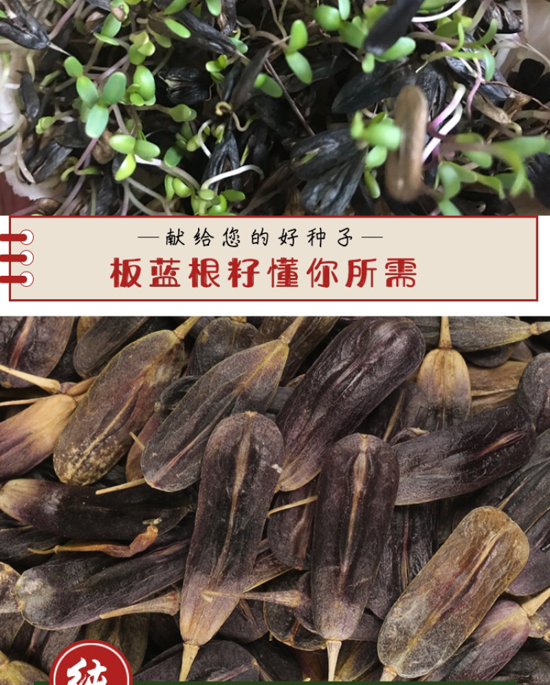 板蓝根种子，中药材种子，四季播种青蓝定根