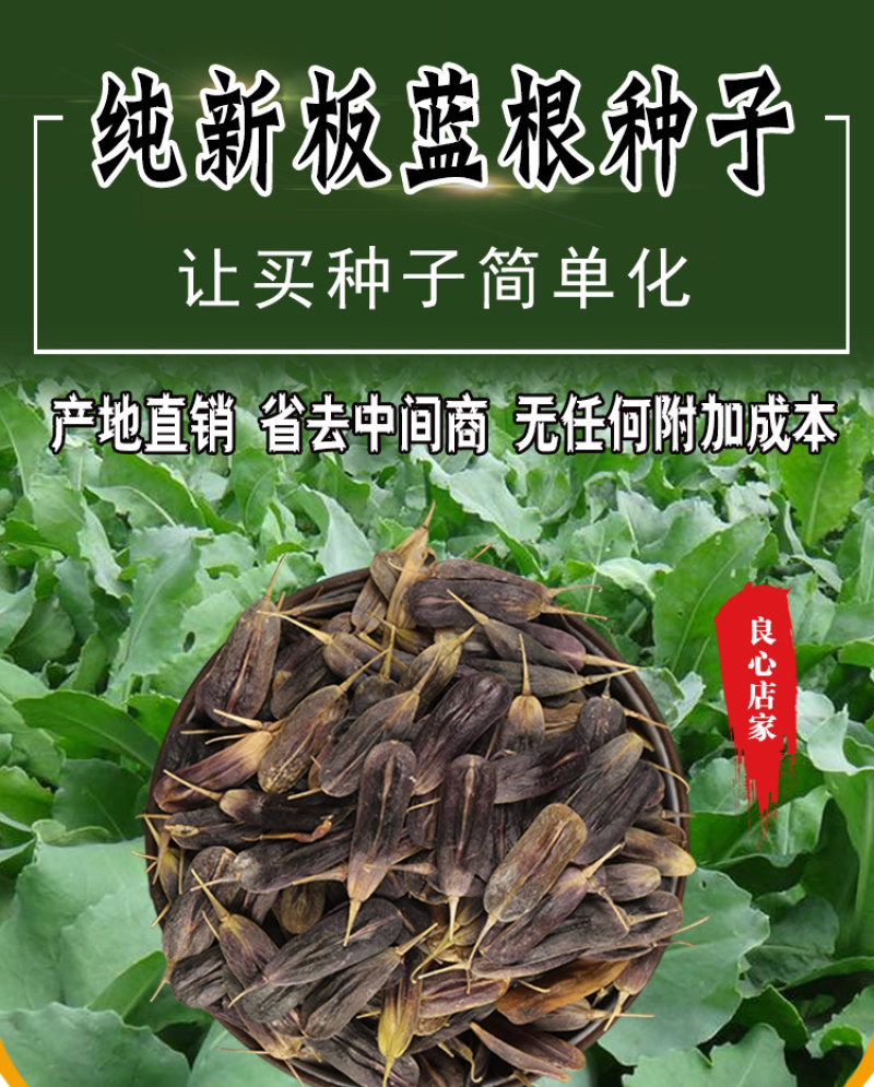 板蓝根种子，中药材种子，四季播种青蓝定根