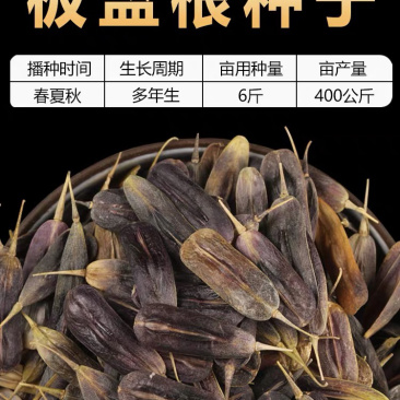 板蓝根种子，中药材种子，四季播种青蓝定根