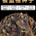 板蓝根种子，中药材种子，四季播种青蓝定根