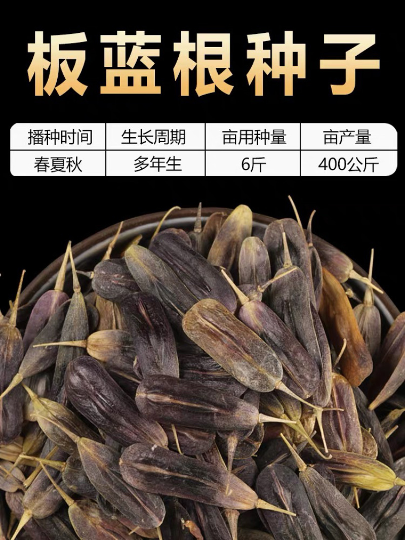 板蓝根种子，中药材种子，四季播种青蓝定根